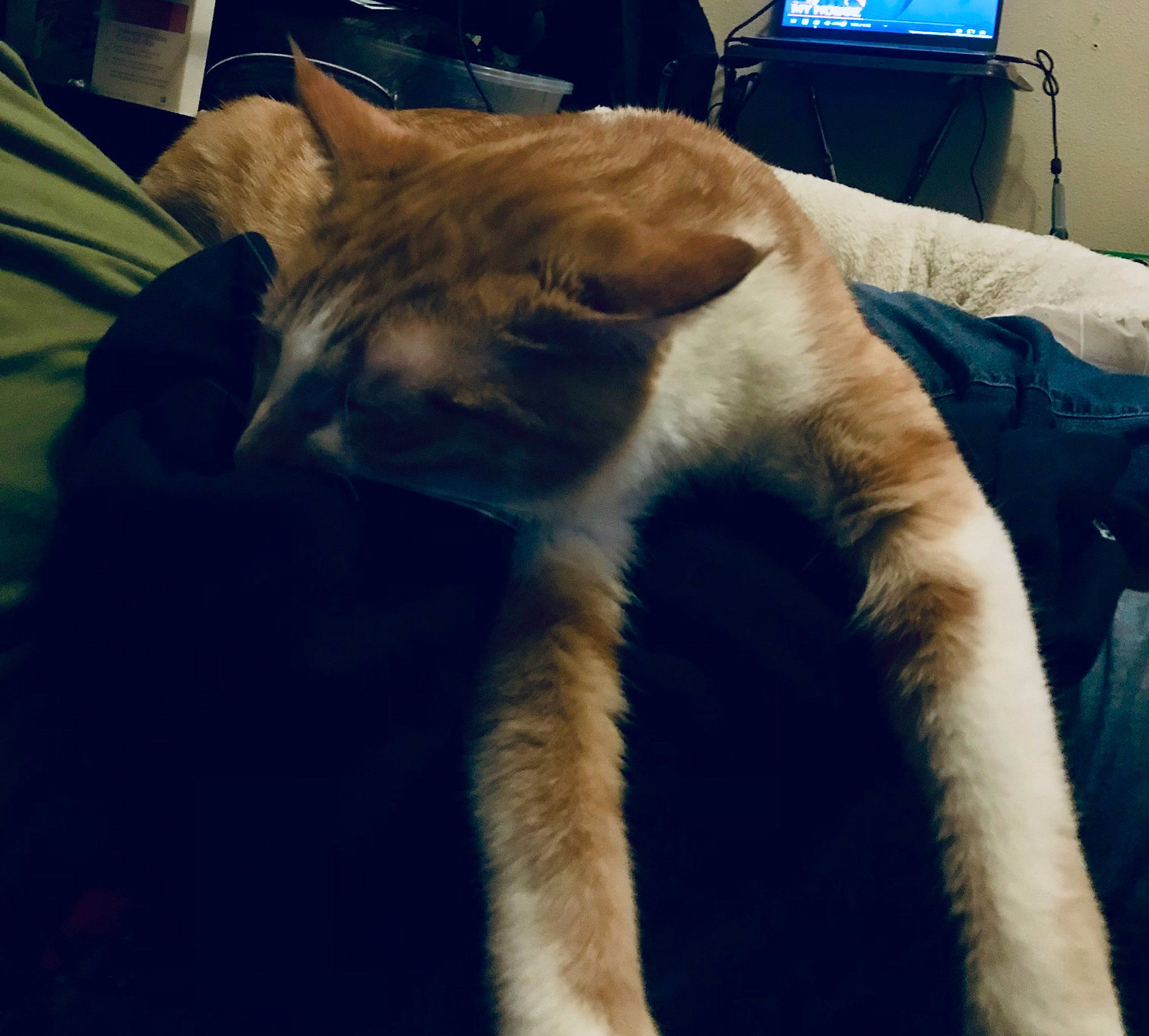 Trigger is registered to the contest to win money with this photo: carnivore, cat, claw, comfort, companion_dog, dog_breed, domestic_short_haired_cat, electric_blue, fawn, felidae, fur, human_leg, lap, leg, mammal, small_to_medium_sized_cats, snout, tail, terrestrial_animal, whiskers