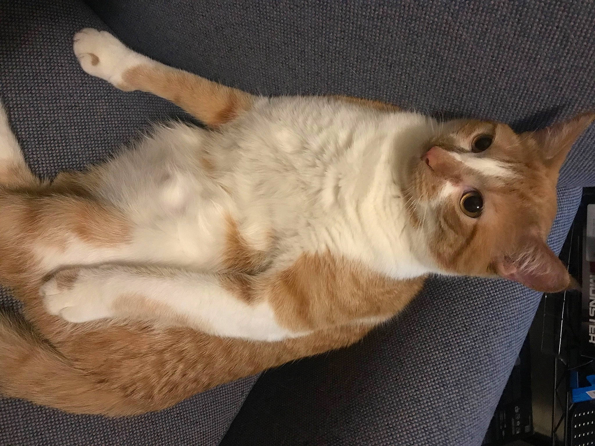 Trigger is registered to the contest to win money with this photo: balinese, canidae, carnivore, cat, claw, comfort, dog_breed, domestic_short_haired_cat, ear, fawn, felidae, fur, paw, small_to_medium_sized_cats, snout, sporting_group, tail, tonkinese, whiskers, wood