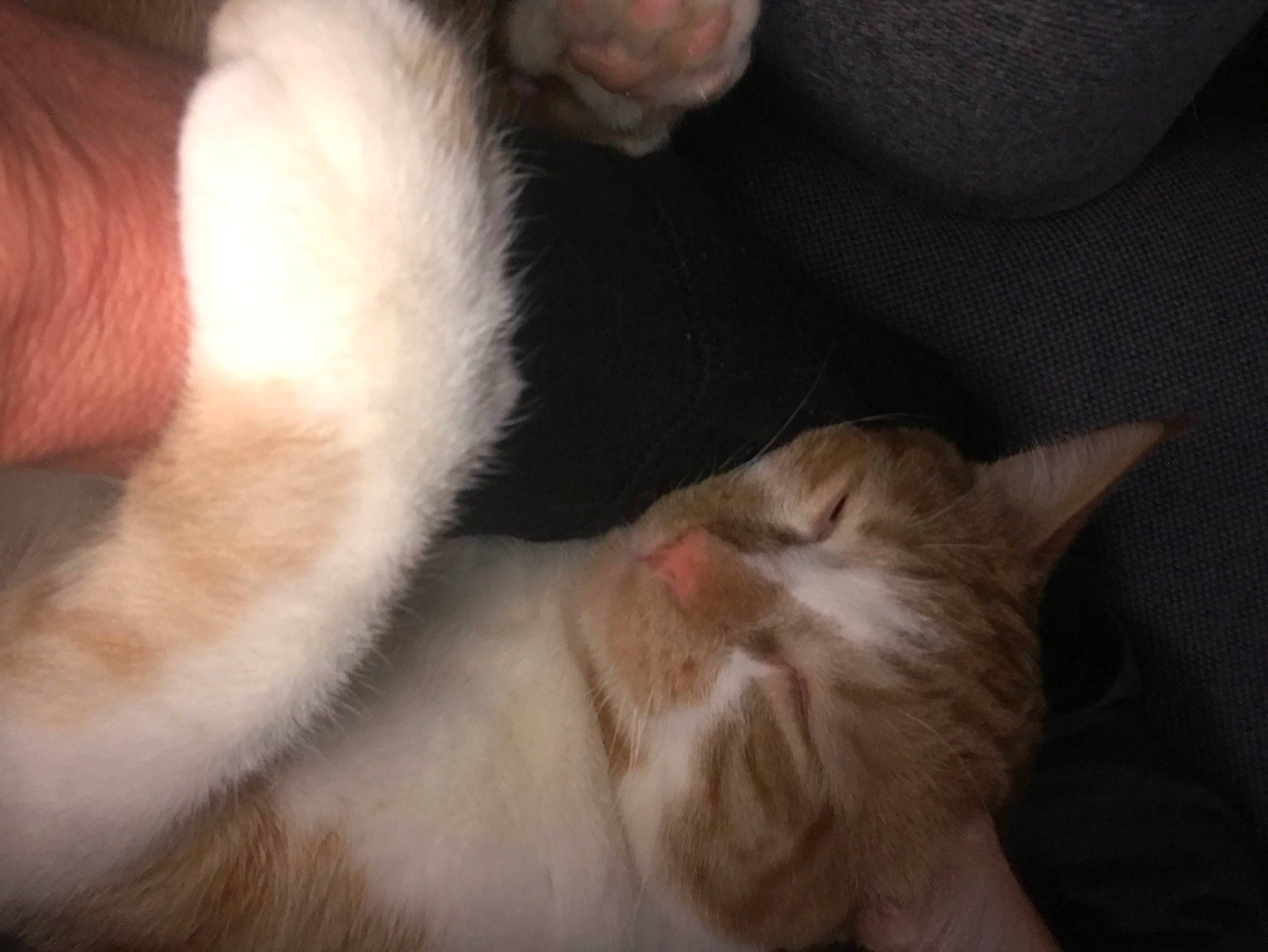 Trigger joined the competition — help win amazing prizes! carnivore, cat, claw, comfort, domestic_short_haired_cat, ear, eye, fawn, felidae, fur, gesture, nap, paw, sleep, small_to_medium_sized_cats, snout, tail, whiskers