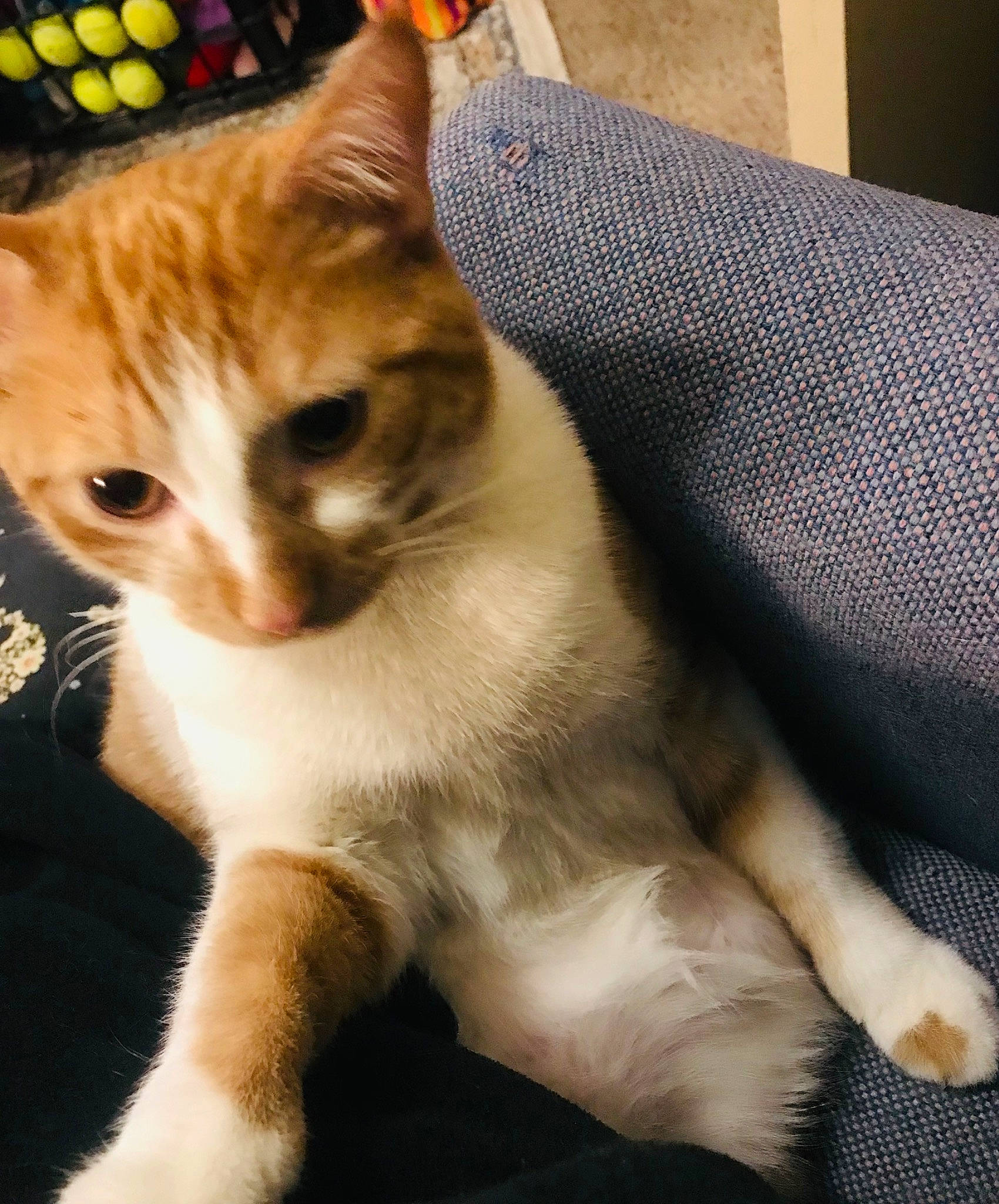 Trigger is registered to the contest to win money with this photo: carnivore, cat, claw, comfort, domestic_short_haired_cat, eye, fawn, felidae, fur, paw, pet_supply, photo_caption, plant, sitting, small_to_medium_sized_cats, snout, tail, whiskers, window