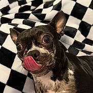 Stormi joined the competition — help win amazing prizes! dog, tongue, close_up, black_and_white, pet, cute, animal, blanket, checkerboard_pattern, fur, ears, snout, indoor, small_dog, companion, domestic_animal, expression, playful, texture, resting