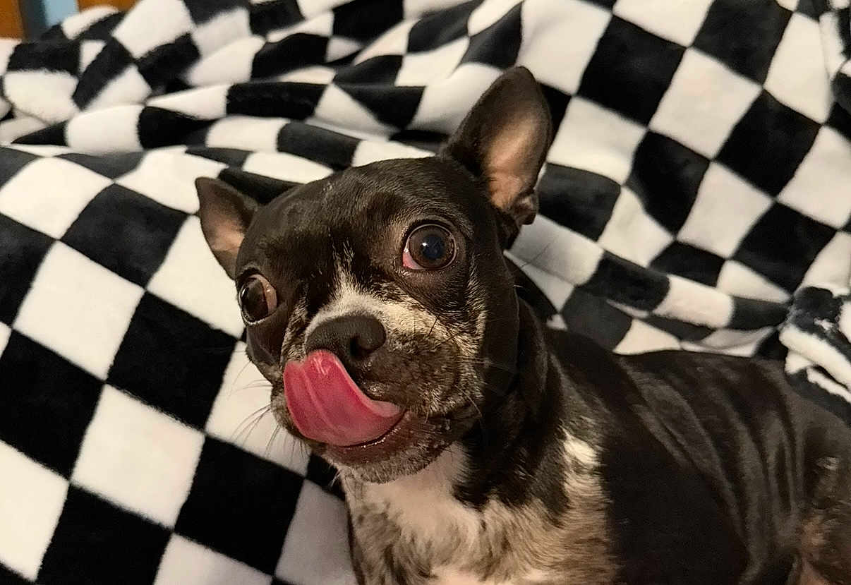 Stormi joined the competition — help win amazing prizes! dog, tongue, close_up, black_and_white, pet, cute, animal, blanket, checkerboard_pattern, fur, ears, snout, indoor, small_dog, companion, domestic_animal, expression, playful, texture, resting