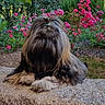 dog, fluffy, long_hair, hair_tie, bench, stone, garden, pink_flowers, plants, greenery, outdoor, nature, pet, resting, cute, animal, fur, small_dog, landscape, colorful