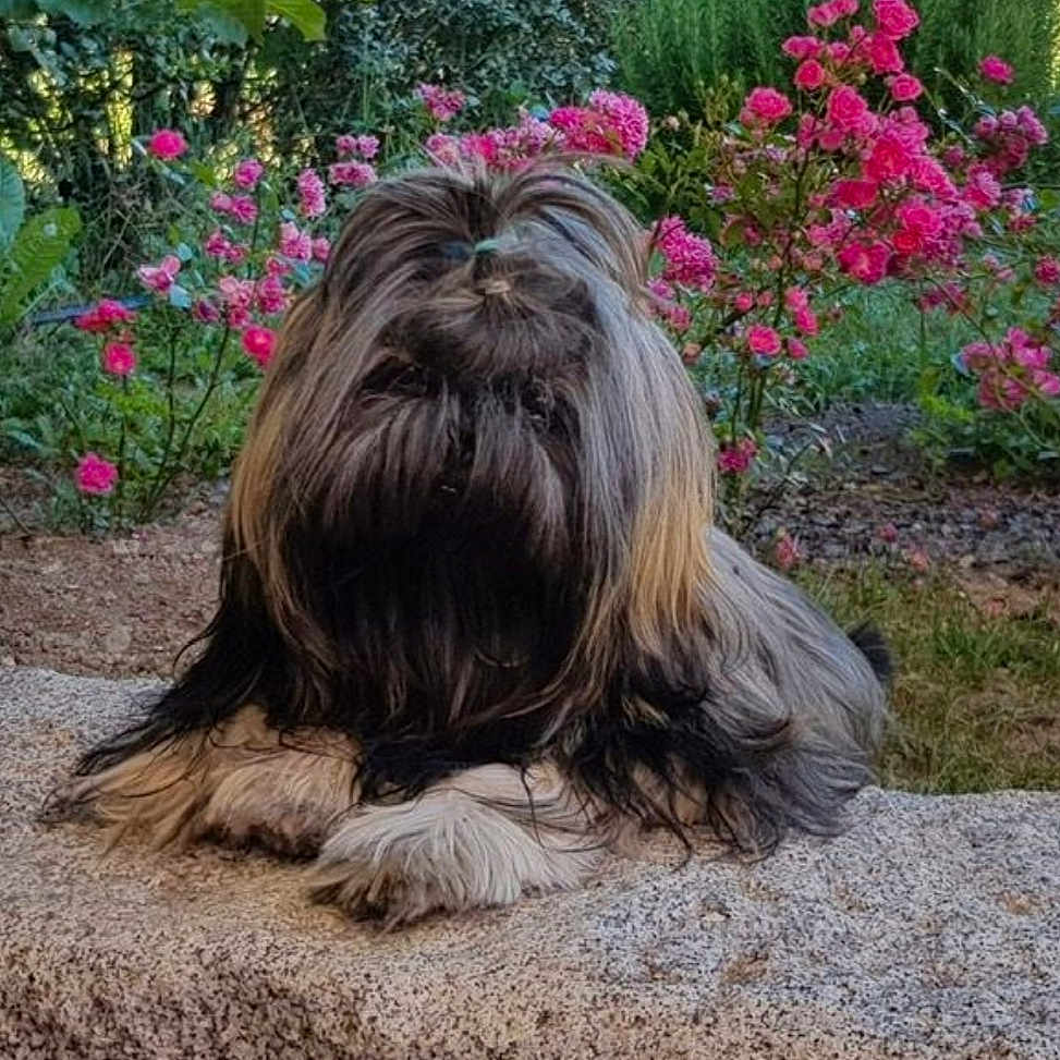 Poop'S a rejoint le concours — aidez-le/la à gagner de superbes lots ! dog, fluffy, long_hair, hair_tie, bench, stone, garden, pink_flowers, plants, greenery, outdoor, nature, pet, resting, cute, animal, fur, small_dog, landscape, colorful