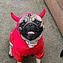 animal, carpet, clothing, costume, cute, devil, dog, domestic_animal, funny, horns, indoor, looking_up, pet, playful, pug, red, sitting, small_dog, smiling, tongue_out