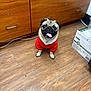 animal, cabinet, canine, companion, cute, dog, domestic_animal, flooring, furniture, happy, indoor, pet, portrait, pug, red_sweater, sitting, small_dog, smiling, tongue_out, wooden_floor
