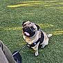animal, black_harness, brown, canine, cute, daylight, dog, grass, happy, harness, leash, looking_up, outdoor, pet, playful, pug, shoes, sitting, small_dog, tongue_out