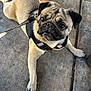 animal, canine, closeup, concrete, cute, daylight, dog, expressive, fur, harness, leash, looking_up, outdoor, paw, pet, pug, puppy, sidewalk, sitting, tail