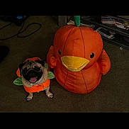 Theodore is registered to the contest to win money with this photo: dog, pug, costume, pumpkin, plush, toy, orange, carpet, indoor, pet, cute, animal, smiling, face, tongue_out, floor, green, leaf, decor, funny