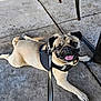 Theodore joined the competition — help win amazing prizes! animal, black_harness, canine, companion, concrete_floor, cute, dog, four_legs, harness, leash, outdoor, pet, playful, pug, resting, shadow, short_fur, small_dog, smiling, tongue_out