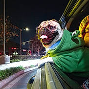 Theodore is registered to the contest to win money with this photo: animal, beanie, car, dog, glasses, green_hoodie, happy, hoodie, night, person, pet, pug, road, sidewalk, street_lights, tongue_out, traffic_lights, trees, urban, window