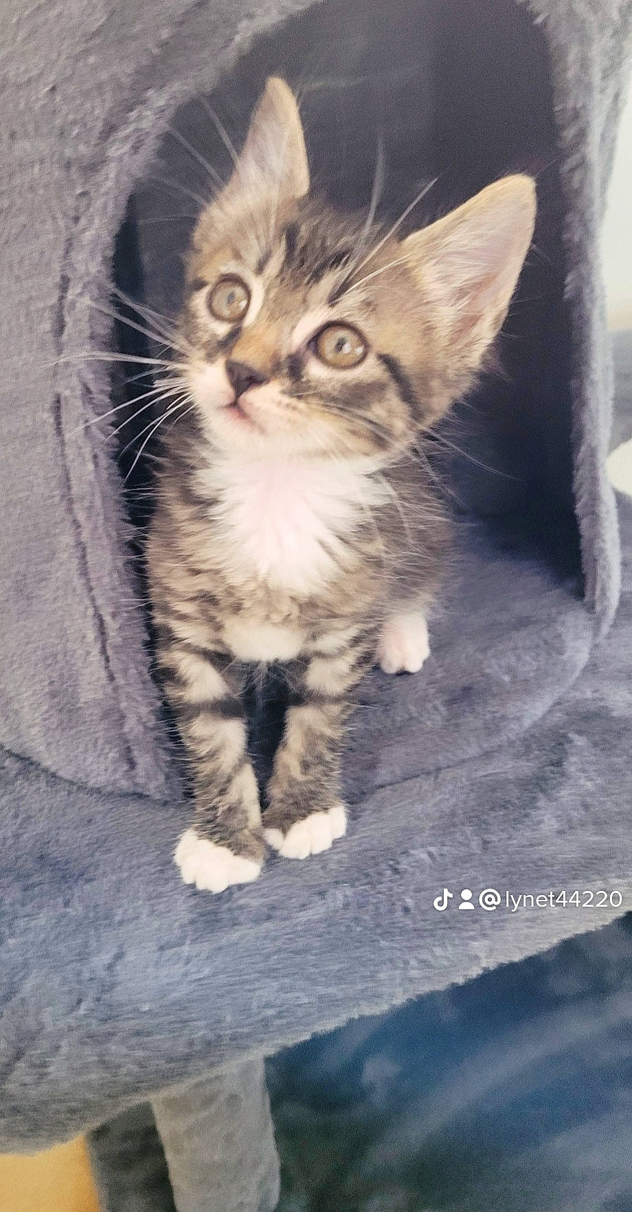 Tchoupy participe au concours pour gagner de l'argent avec cette photo : carnivore, cat, claw, comfort, domestic_short_haired_cat, fawn, felidae, fur, paw, photo_caption, small_to_medium_sized_cats, tail, terrestrial_animal, whiskers, wildlife