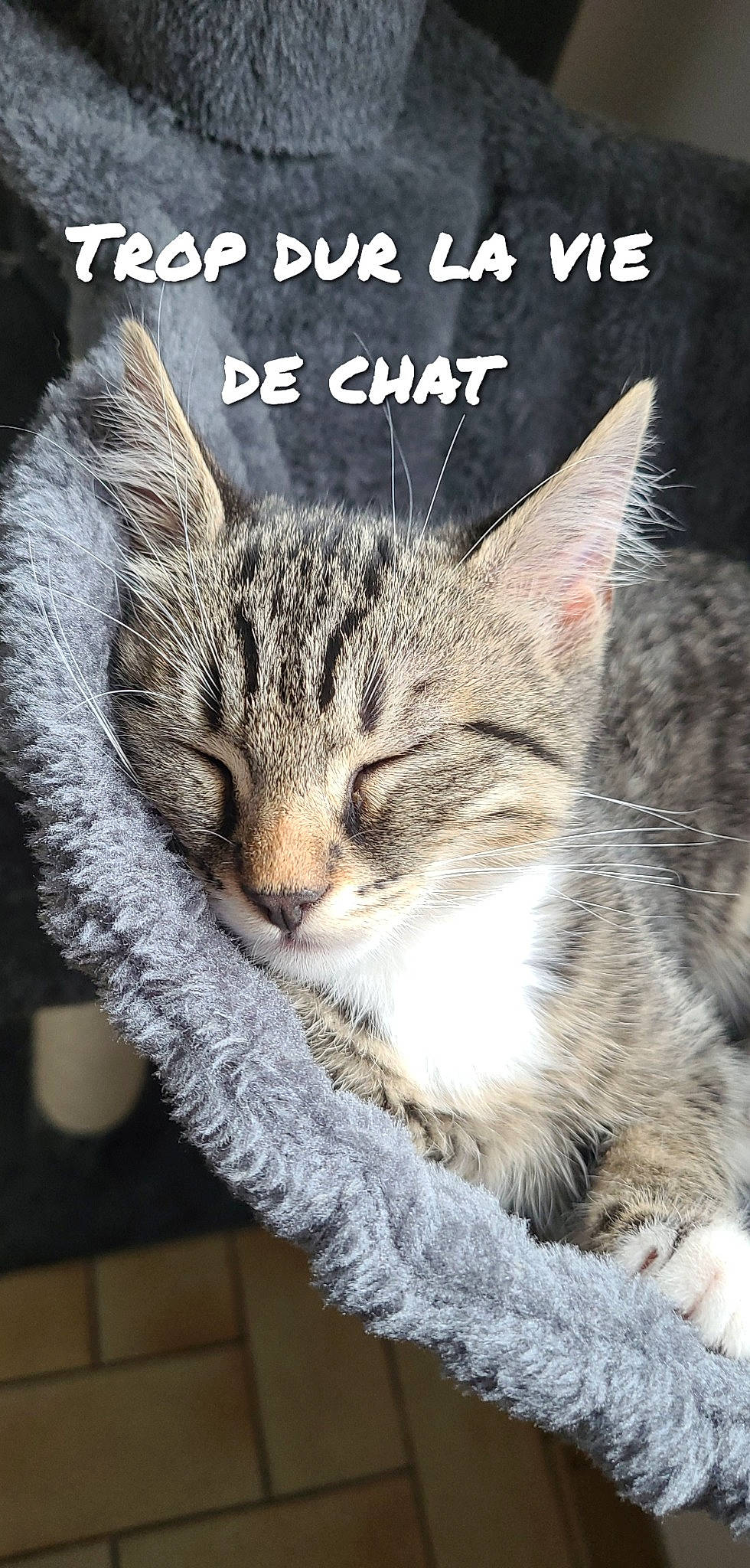 Tchoupy a rejoint le concours — aidez-le/la à gagner de superbes lots ! art, carnivore, cat, cat_supply, claw, domestic_short_haired_cat, felidae, font, fur, grass, internet_meme, paw, photo_caption, small_to_medium_sized_cats, snout, tail, terrestrial_animal, whiskers, wildlife, window