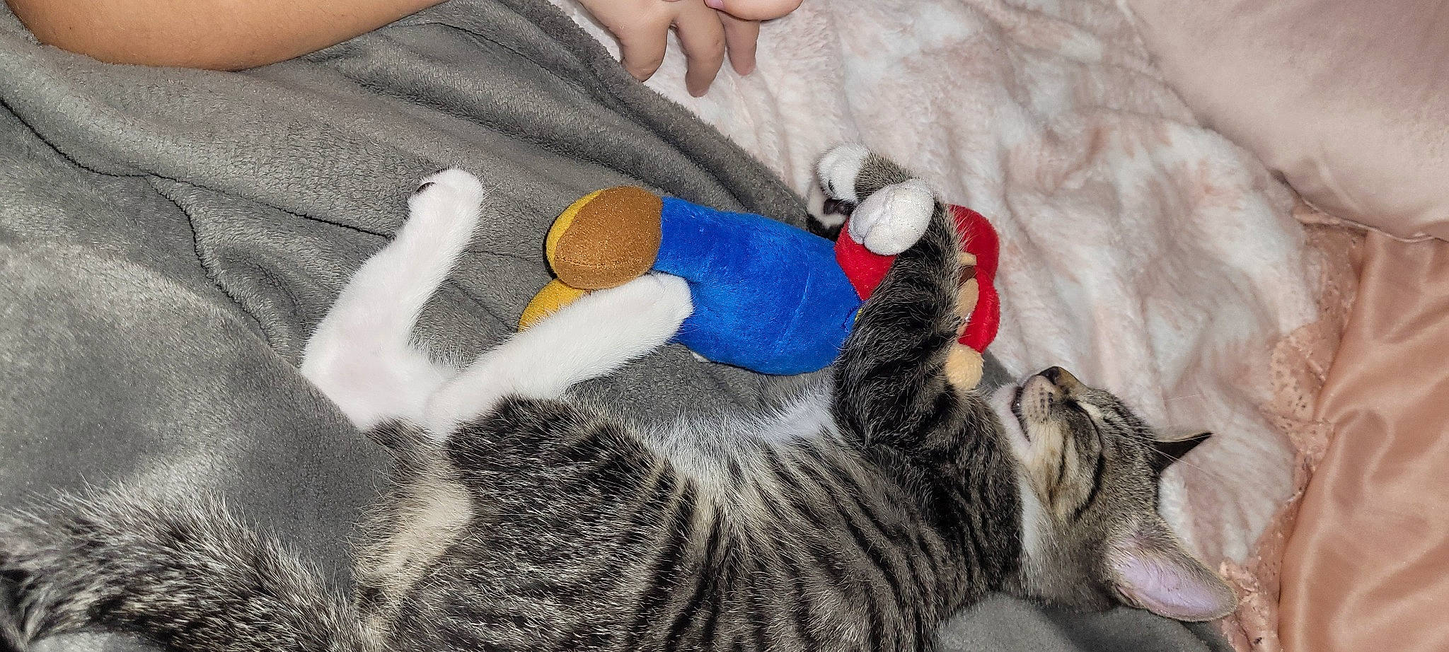 Tchoupy a rejoint le concours — aidez-le/la à gagner de superbes lots ! carnivore, cat, comfort, domestic_short_haired_cat, electric_blue, felidae, finger, foot, fur, gesture, human_leg, knee, leg, nail, small_to_medium_sized_cats, tail, thumb, whiskers, wool, wrist