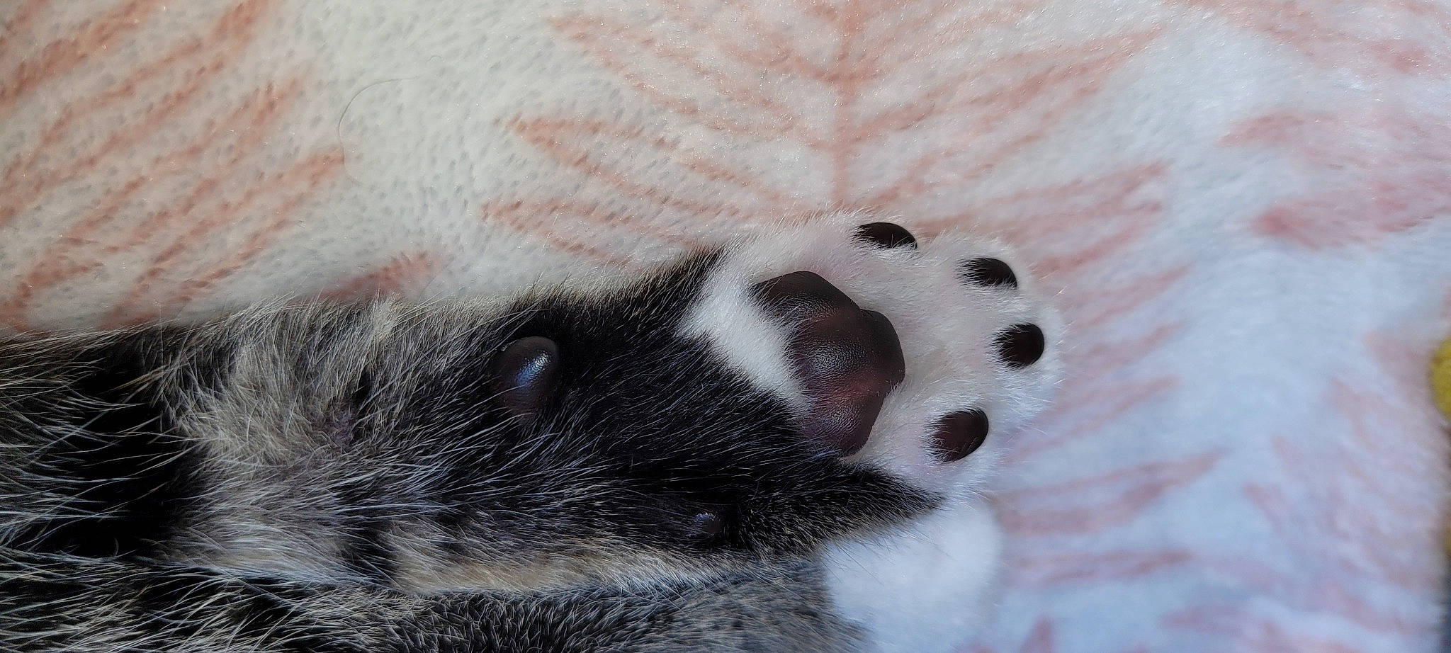 Tchoupy participe au concours pour gagner de l'argent avec cette photo : foot, fur, paw, snout, terrestrial_animal, whiskers