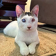 Chase is registered to the contest to win money with this photo: cat, indoor, pet, white_cat, lying_down, carpet, furniture, ears, whiskers, animal, close_up, floor, portrait, resting, cute, domestic_animal, one_eye_cloudy, one_eye_clear, soft_light, calm