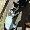 Chase is registered to the contest to win money with this photo: cat, cats, black_and_white_cat, white_cat, playing, carpet, sunlight, shadow, floor, indoor, pet, animal, feline, paw, relaxing, home, cute, two_animals, domestic_cat, companions