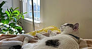 Chase joined the competition — help win amazing prizes! cat, sleeping, blanket, indoor, plant, window, sunlight, resting, cozy, fur, tail, collar, yellow_pillow, lamp, white_wall, soft_texture, domestic_animal, peaceful, relaxed, home