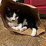 cat, black_and_white, paper_bag, tile_floor, indoor, pet, feline, curious, paws, pink_paw_pads, resting, cozy, houseplant, cabinet, red_cabinet, fur, whiskers, ears, animal, domestic