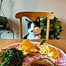 cat, black_and_white_cat, chair, wooden_chair, plate, food, macaroni_and_cheese, cornbread, steak, sautéed_greens, fork, table, indoor, plant, green_plant, collar, curious_cat, dining, meal, home