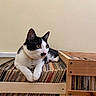 cat, black_and_white, vinyl_records, crate, indoor, feline, resting, curious, ears_up, alert, collar, wooden_crate, collection, music, relaxed, paw, wall, shelf, pet, animal