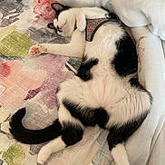 Tachio Bell is registered to the contest to win money with this photo: cat, black_and_white, sleeping, bedspread, floral_pattern, pet, animal, fur, paw, tail, harness, indoor, rest, cute, relaxed, cozy, lying_down, whiskers, pink_paw_pads, domestic