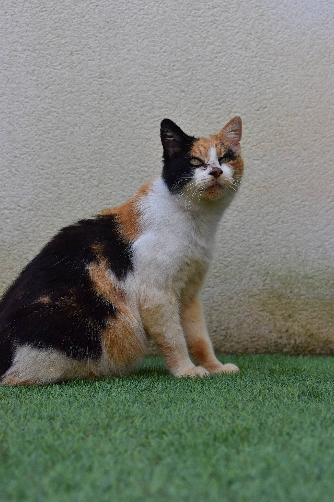 Nala participe au concours pour gagner de l'argent avec cette photo : art, carnivore, cat, domestic_short_haired_cat, eye, fawn, felidae, foot, fur, grass, paw, plant, sitting, small_to_medium_sized_cats, snout, tail, terrestrial_animal, whiskers, wildlife