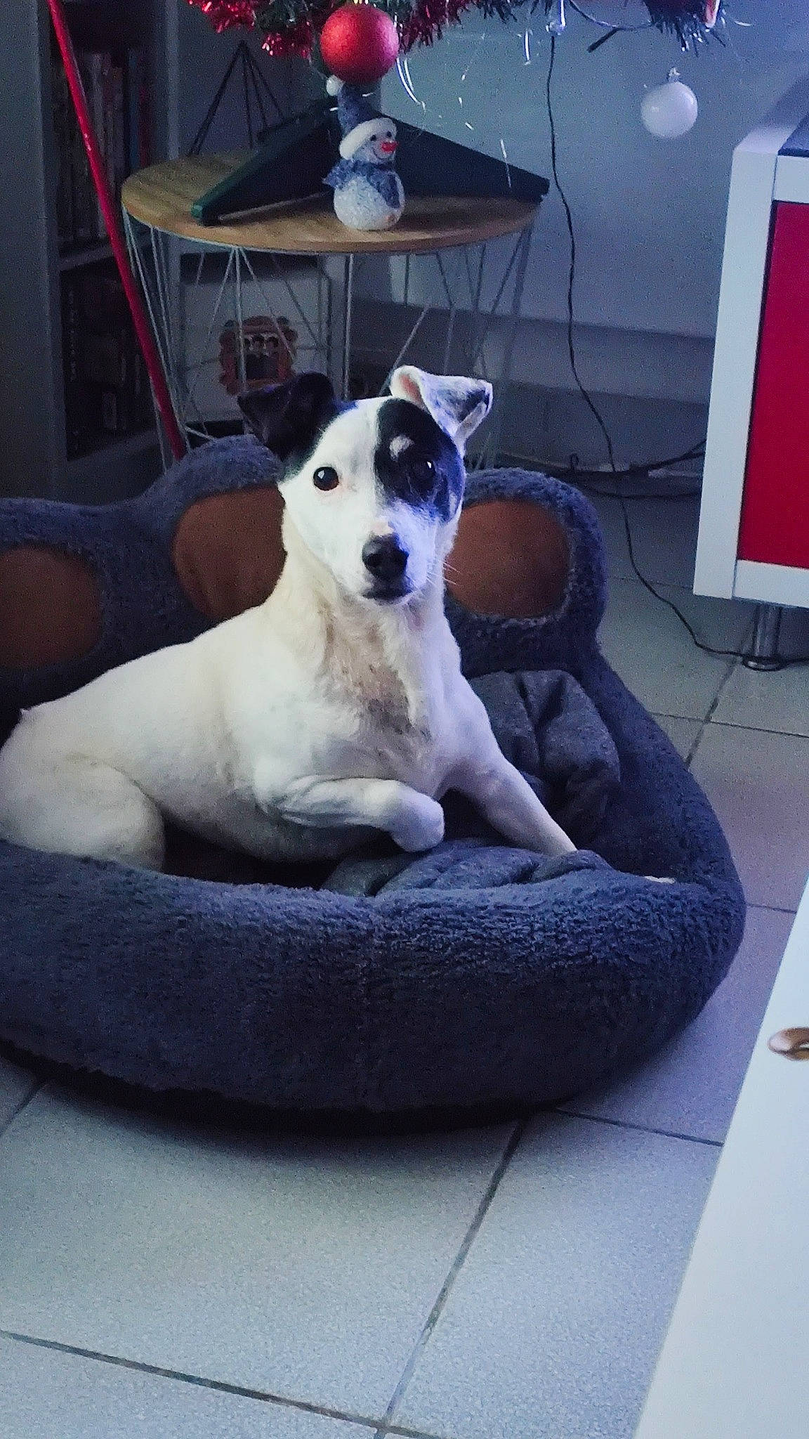 Diouk participe au concours pour gagner de l'argent avec cette photo : canidae, carnivore, chair, collar, comfort, companion_dog, couch, dog, dog_breed, dog_collar, dog_supply, fawn, flooring, furniture, non_sporting_group, sighthound, sitting, sporting_group, tail, working_animal