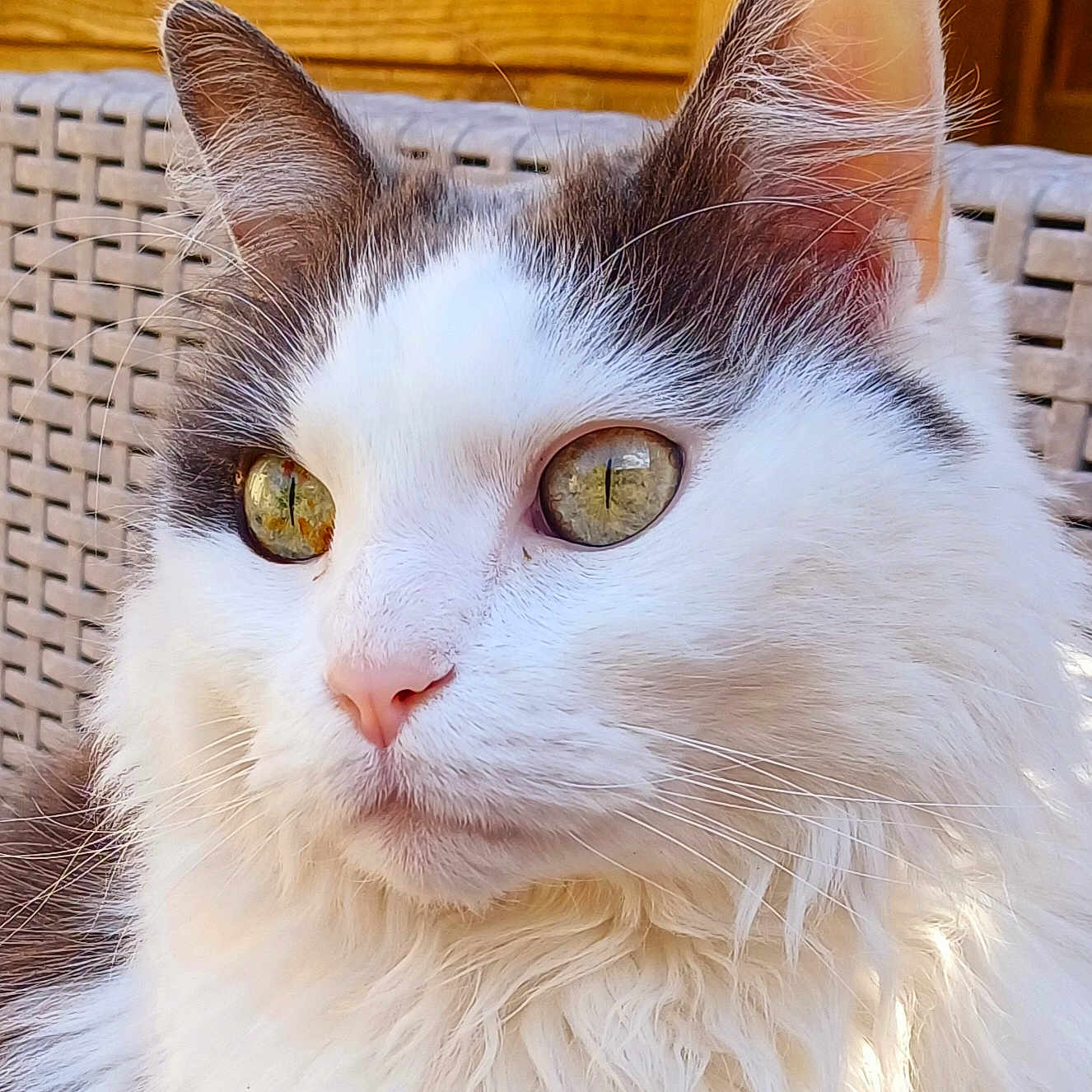 Nala a rejoint le concours — aidez-le/la à gagner de superbes lots ! animal, calm, cat, chair, close_up, cute, daylight, domestic_cat, ears, feline, fluffy, golden_eyes, gray_fur, outdoor, pet, portrait, relaxed, whiskers, white_fur, wooden_background