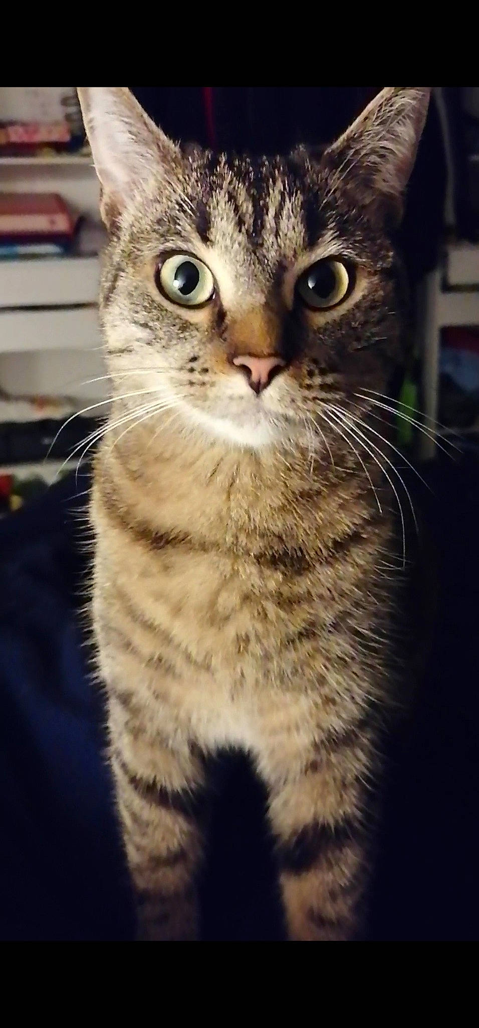 Gaia a rejoint le concours — aidez-le/la à gagner de superbes lots ! american_shorthair, american_wirehair, asian, california_spangled, carnivore, cat, close_up, domestic_short_haired_cat, dragon_li, european_shorthair, eye, felidae, kitten, mammal, pixie_bob, small_to_medium_sized_cats, snout, tabby_cat, vertebrate, whiskers