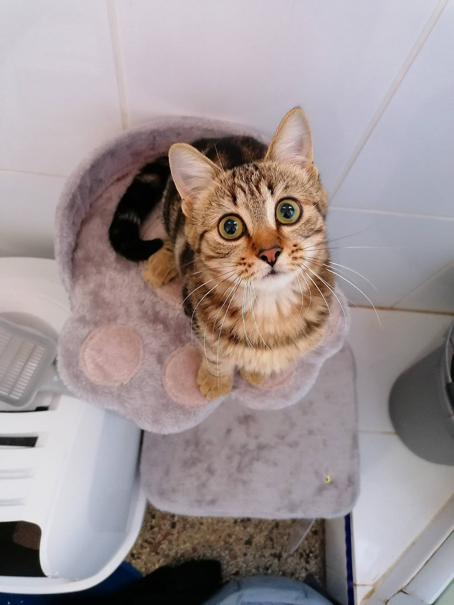 Cookie a rejoint le concours — aidez-le/la à gagner de superbes lots ! aegean_cat, american_shorthair, asian, bengal, carnivore, cat, domestic_short_haired_cat, dragon_li, european_shorthair, felidae, kitten, ocicat, polydactyl_cat, small_to_medium_sized_cats, tabby_cat, whiskers