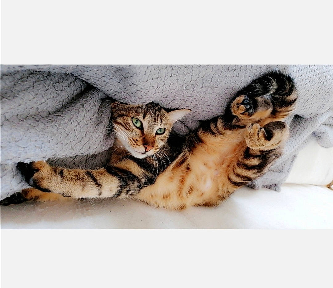 Cookie a rejoint le concours — aidez-le/la à gagner de superbes lots ! american_bobtail, american_shorthair, american_wirehair, asian, bengal, carnivore, cat, domestic_short_haired_cat, dragon_li, european_shorthair, felidae, fur, kitten, mammal, paw, small_to_medium_sized_cats, sokoke, tabby_cat, toyger, whiskers