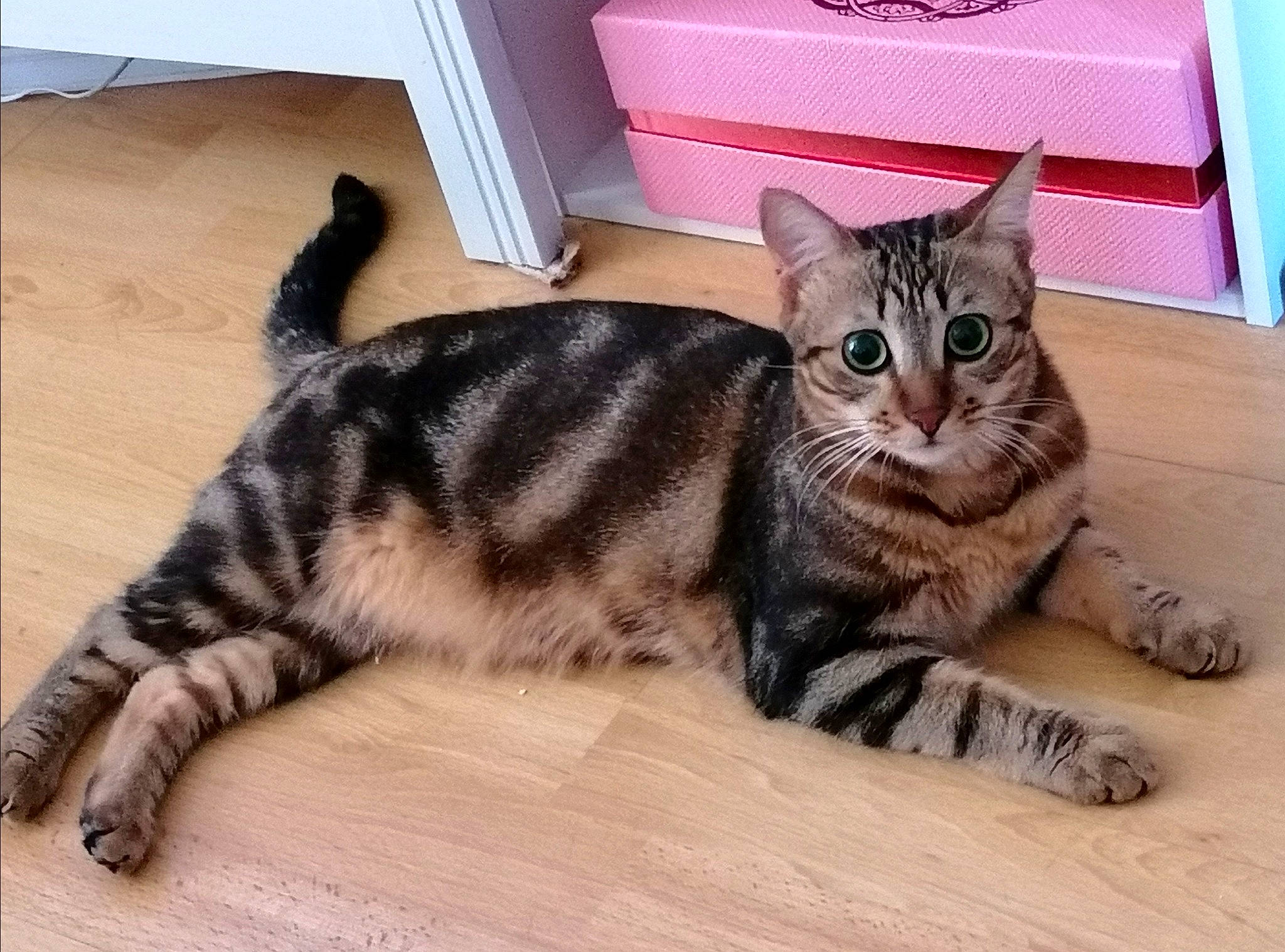 Cookie participe au concours pour gagner de l'argent avec cette photo : american_shorthair, american_wirehair, asian, australian_mist, bengal, california_spangled, carnivore, cat, domestic_short_haired_cat, dragon_li, egyptian_mau, european_shorthair, felidae, kitten, mammal, small_to_medium_sized_cats, sokoke, tabby_cat, vertebrate, whiskers