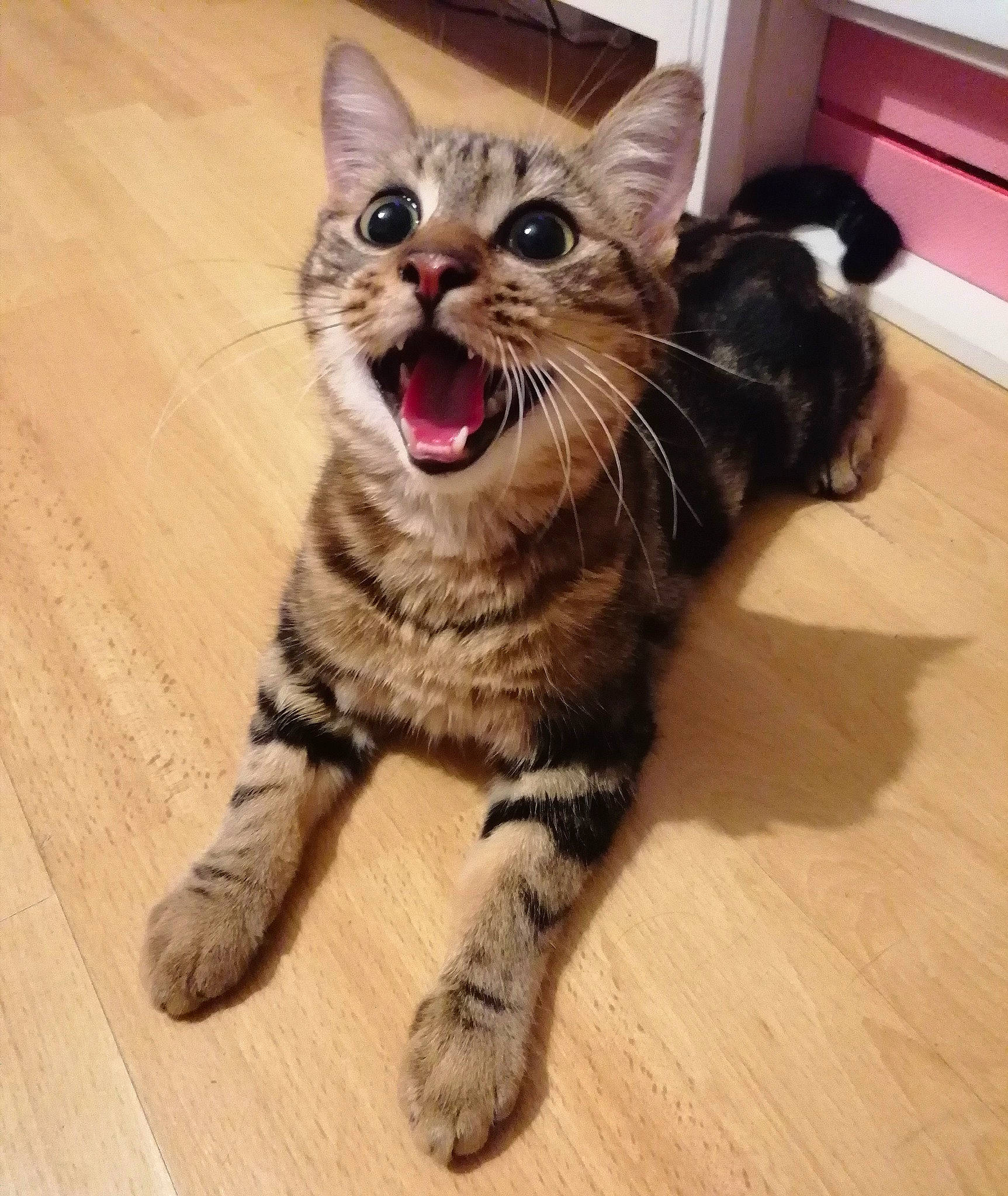 Cookie participe au concours pour gagner de l'argent avec cette photo : american_shorthair, asian, carnivore, cat, dragon_li, european_shorthair, eye, facial_expression, felidae, fur, kitten, mammal, nose, pixie_bob, siberian, small_to_medium_sized_cats, snapshot, tabby_cat, vertebrate, whiskers