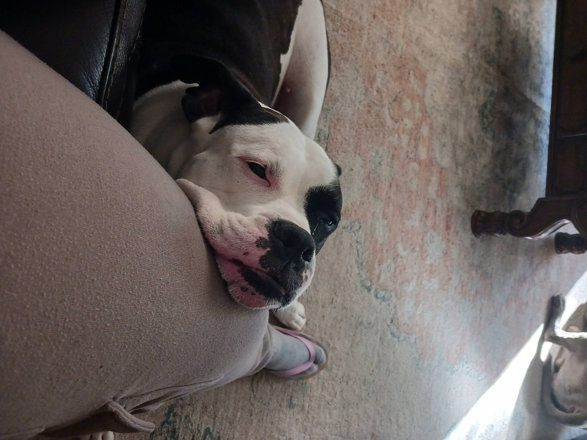 Chunks joined the competition — help win amazing prizes! canidae, carnivore, collar, comfort, companion_dog, dog, dog_breed, dog_collar, fawn, non_sporting_group, pet_supply, snout, sporting_group, terrestrial_animal, whiskers, working_animal