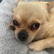 Chanel participe au concours pour gagner de l'argent avec cette photo : animal, chihuahua, close_up, companion, cozy, cute, dog, face, fluffy_blanket, fur, indoors, paw, pet, relaxing, resting, sleepy, small_dog, soft_texture, tan_fur, whiskers