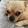animal, chihuahua, close_up, companion, cozy, cute, dog, face, fluffy_blanket, fur, indoors, paw, pet, relaxing, resting, sleepy, small_dog, soft_texture, tan_fur, whiskers