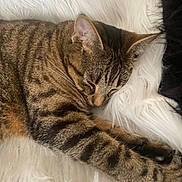 Fidjy a rejoint le concours — aidez-le/la à gagner de superbes lots ! animal, cat, closeup, comfort, cozy, cute, domestic, feline, fluffy, fur, indoor, pet, relaxation, resting, sleeping, soft, striped, tabby, warm, whiskers