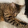 animal, cat, closeup, comfort, cozy, cute, domestic, feline, fluffy, fur, indoor, pet, relaxation, resting, sleeping, soft, striped, tabby, warm, whiskers