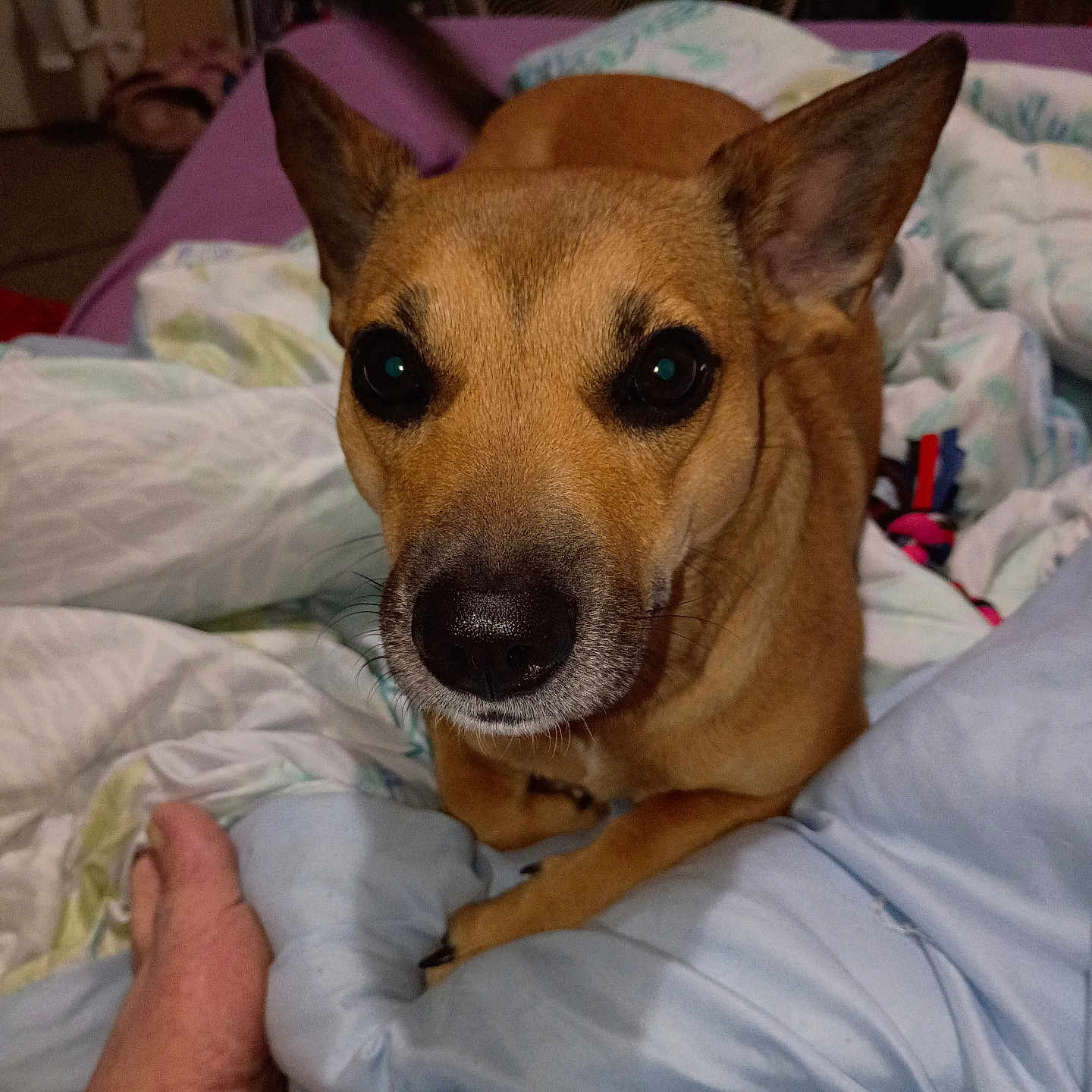 Imma is registered to the contest to win money with this photo: dog, pet, bed, blanket, indoors, fur, ears, paw, nose, canine, looking, resting, cozy, human_foot, brown, animal, domestic, comfort, closeup, portrait