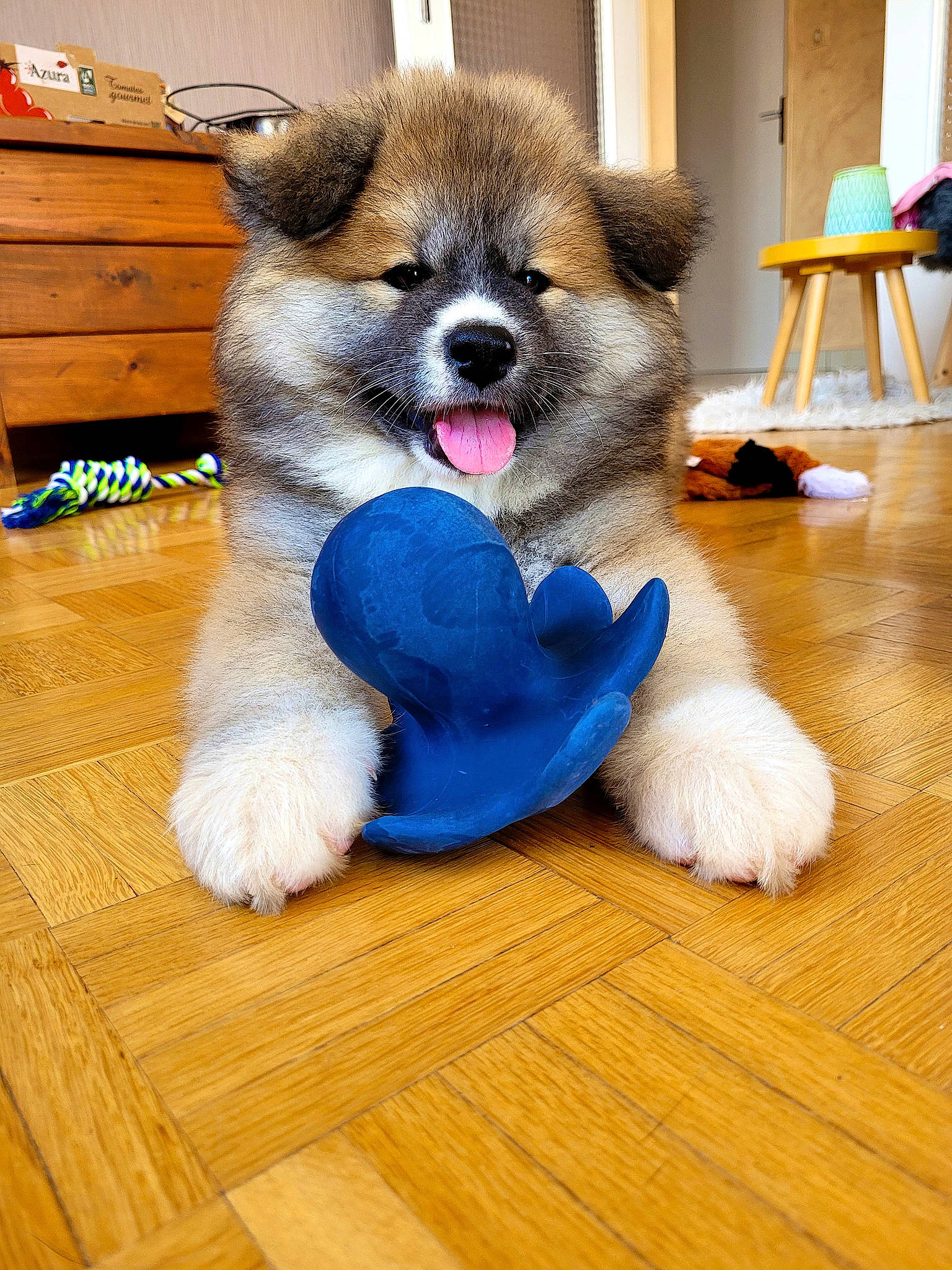 Brume participe au concours pour gagner de l'argent avec cette photo : canidae, carnivore, companion_dog, dog, dog_breed, dog_supply, fawn, floor, flooring, fur, hardwood, laminate_flooring, snout, spitz, sporting_group, toy_dog, whiskers, wood, wood_flooring, working_animal