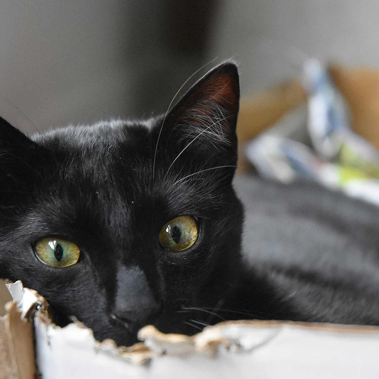 Zorro participe au concours pour gagner de l'argent avec cette photo : animal, black_cat, box, cardboard, cat, close_up, curious, cute, domestic_cat, ears, feline, green_eyes, household, indoor, pet, portrait, relaxed, sleepy, soft_light, whiskers