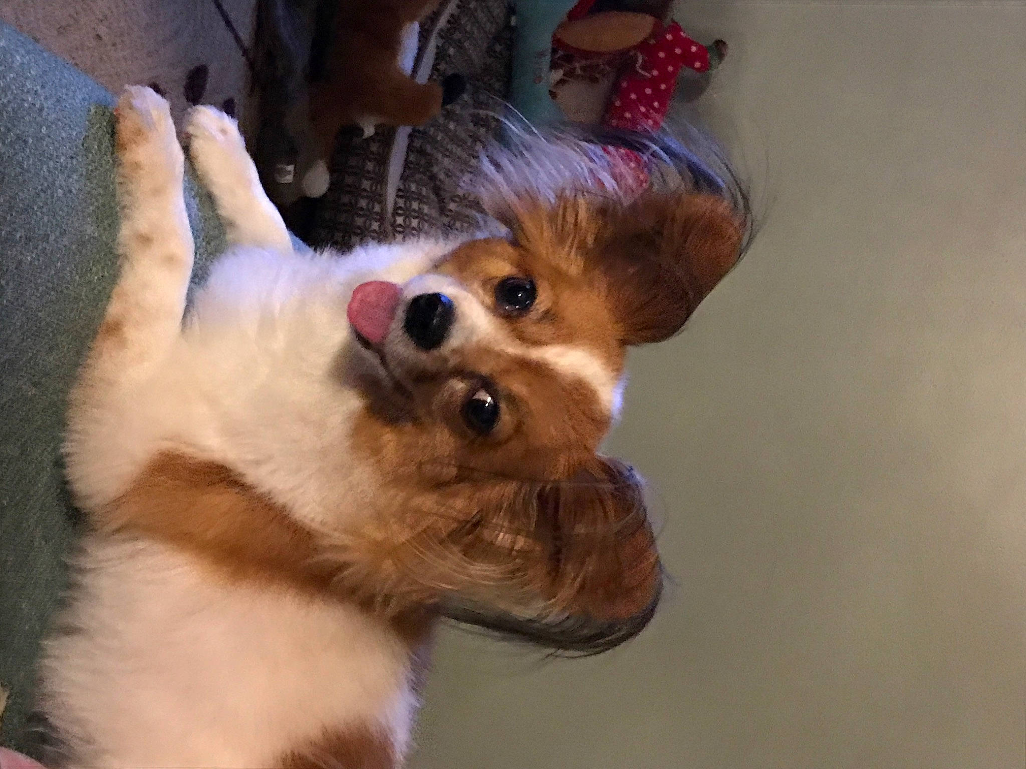 Claire joined the competition — help win amazing prizes! canidae, cardigan_welsh_corgi, carnivore, companion_dog, corgi_chihuahua, dog, dog_breed, ear, fawn, fur, mammal, nose, pembroke_welsh_corgi, puppy, puppy_love, snout, sporting_group, vertebrate, welsh_corgi, whiskers