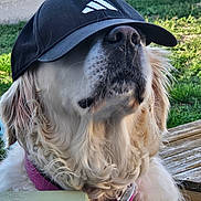 Nelphy participe au concours pour gagner de l'argent avec cette photo : dog, canine, long_hair, floppy_ears, black_cap, baseball_cap, white_fur, brown_fur, beard, muzzle, whiskers, harness, collar, outdoor, grass, wooden_bench, portrait, closeup, pet, funny