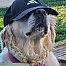dog, canine, long_hair, floppy_ears, black_cap, baseball_cap, white_fur, brown_fur, beard, muzzle, whiskers, harness, collar, outdoor, grass, wooden_bench, portrait, closeup, pet, funny