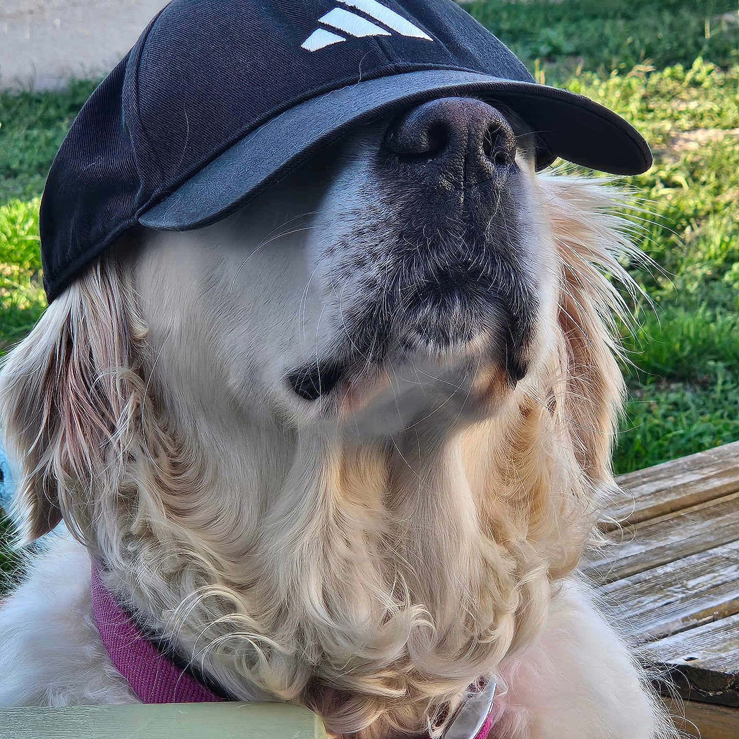 Nelphy participe au concours pour gagner de l'argent avec cette photo : dog, canine, long_hair, floppy_ears, black_cap, baseball_cap, white_fur, brown_fur, beard, muzzle, whiskers, harness, collar, outdoor, grass, wooden_bench, portrait, closeup, pet, funny