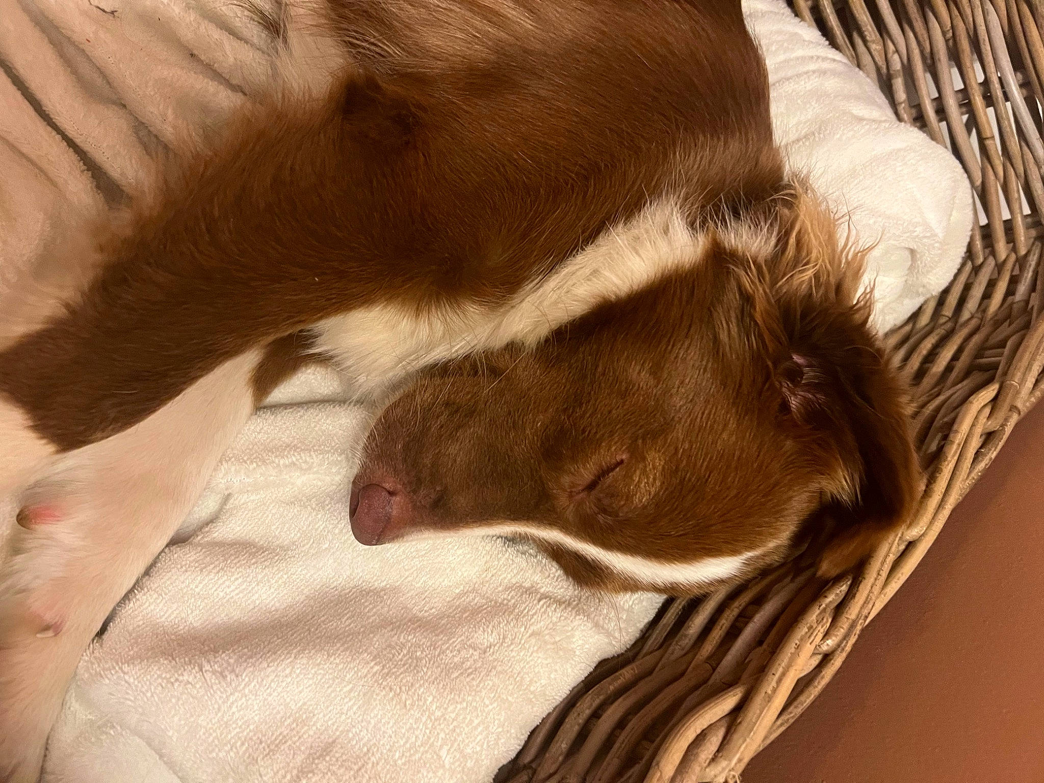 Sweet participe au concours pour gagner de l'argent avec cette photo : canidae, carnivore, comfort, companion_dog, dog, dog_breed, ear, fawn, felidae, hardwood, liver, mammal, snout, sporting_group, tail, terrestrial_animal, whiskers, wood, working_animal, wrinkle