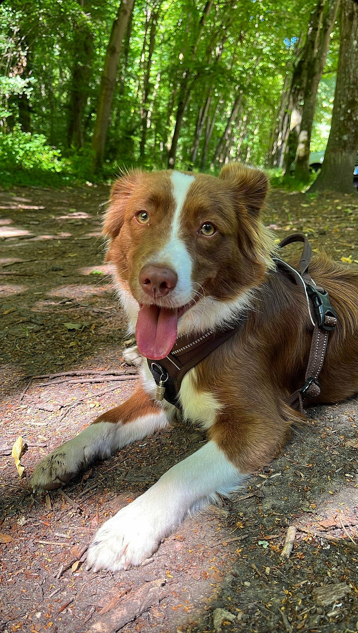 Sweet participe au concours pour gagner de l'argent avec cette photo : adventure, canidae, carnivore, companion_dog, dog, dog_breed, forest, liver, plant, recreation, snout, sporting_group, sports, tail, terrestrial_animal, tree, walking, wood, woodland, working_dog