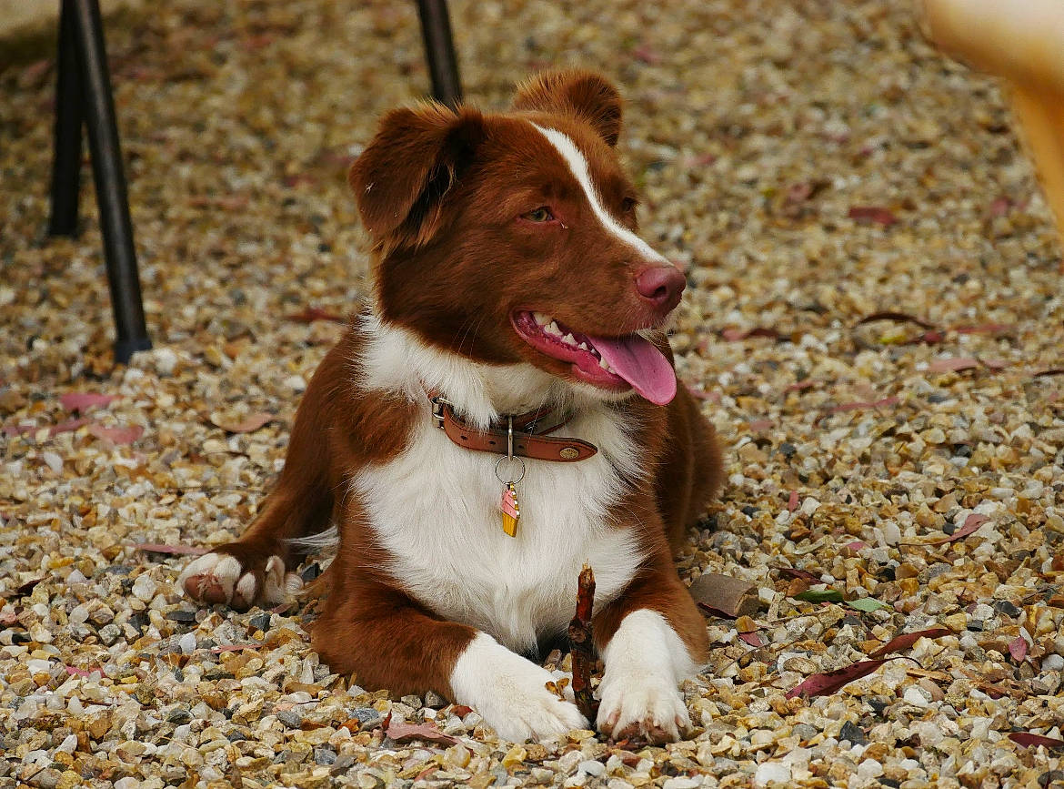 Sweet a rejoint le concours — aidez-le/la à gagner de superbes lots ! canidae, carnivore, collar, companion_dog, dog, dog_breed, dog_collar, fawn, leash, liver, paw, pet_supply, plant, smile, snout, soil, sporting_group, tail, terrestrial_animal, working_animal