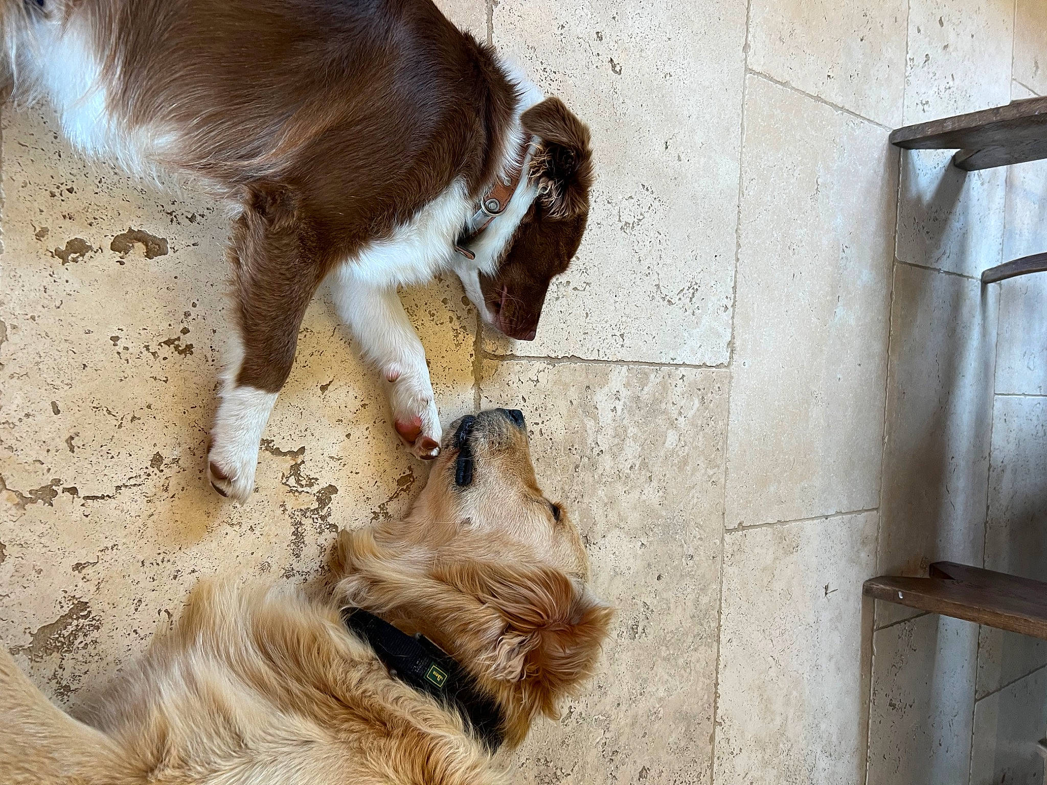 Sweet a rejoint le concours — aidez-le/la à gagner de superbes lots ! canidae, carnivore, claw, companion_dog, dog, dog_breed, door, fawn, fur, liver, livestock, paw, snout, sporting_group, tail, terrestrial_animal, wood, working_animal